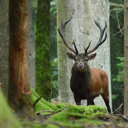 Les 12 Bois Du Cerf Villa Tailles Luaran gambar