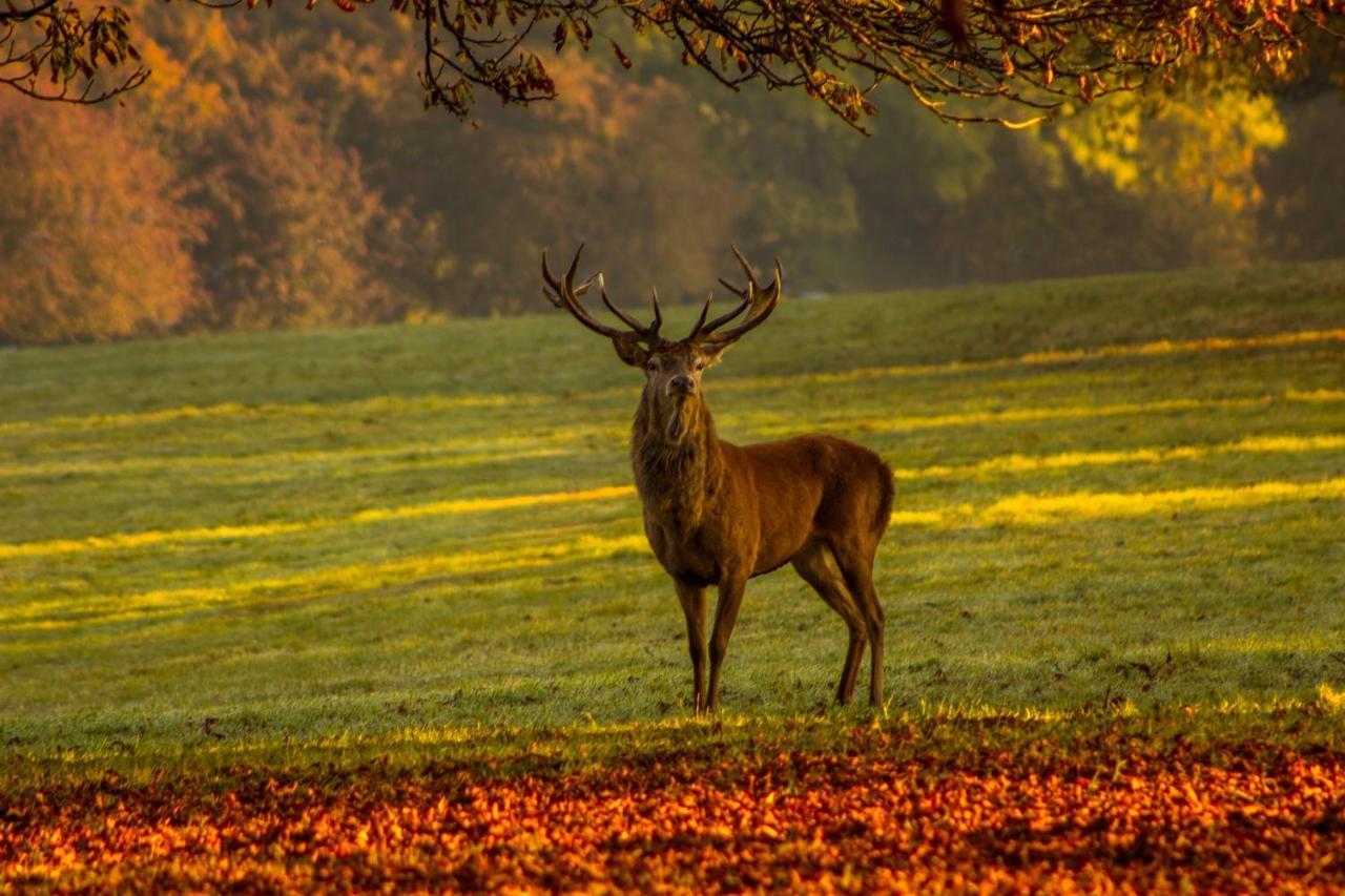 Les 12 Bois Du Cerf Villa Tailles Luaran gambar